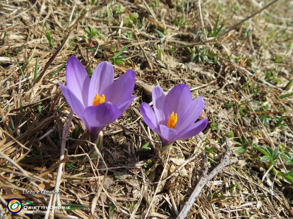 27 Coppia di crocus....JPG